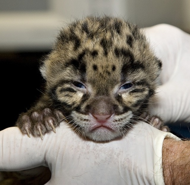 National Zoo S Clouded Leopard Cubs Are Both Boys Dcist
