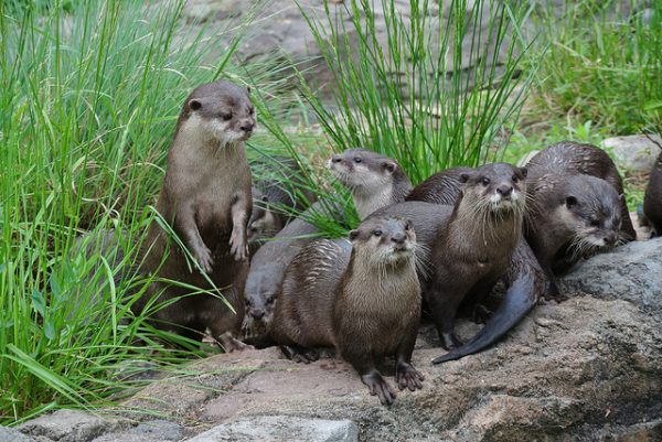 Otterly Adorable: National Zoo Introduces 11 New Otters | DCist