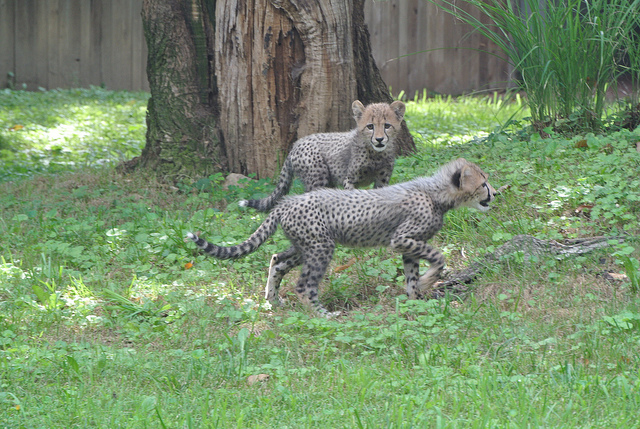 In 100-Meter Dash, Team USA Wins Silver, Bronze and Cheetah Cubs | DCist