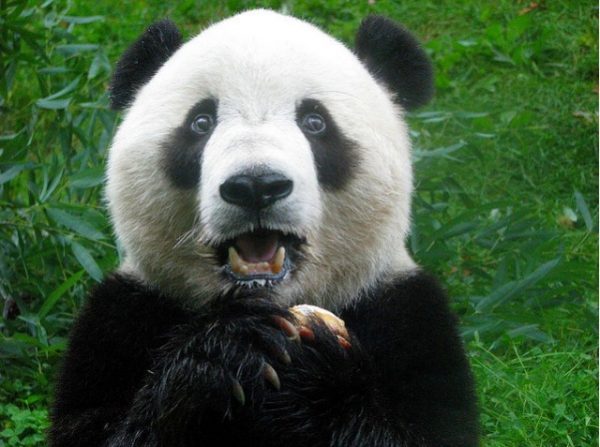 Pandamonium: National Zoo’s Mei Xiang Gives Birth to Panda Cub | DCist