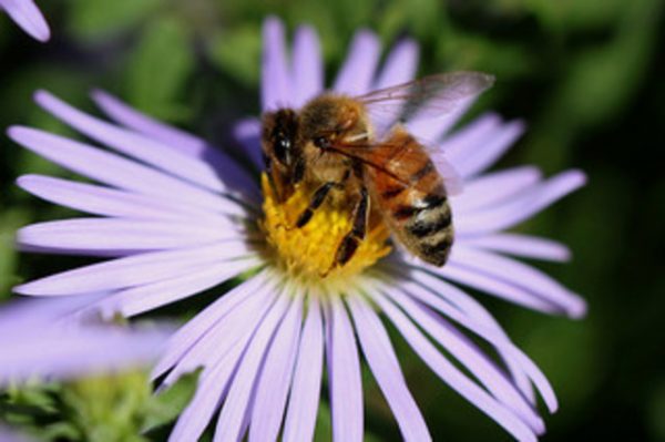 The Buzz from City Hall: D.C. Council Moves Closer to Making Beekeeping ...