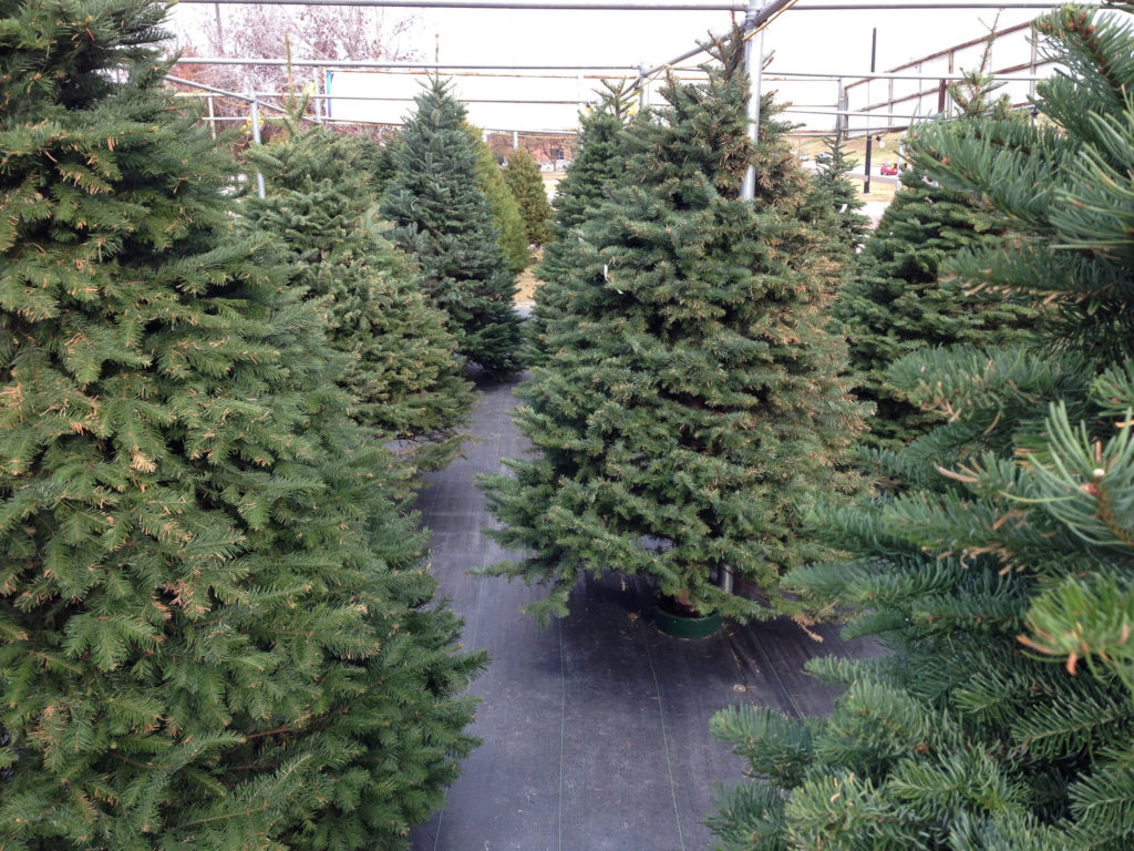 Here's Where You Can Get a Christmas Tree In D.C. DCist