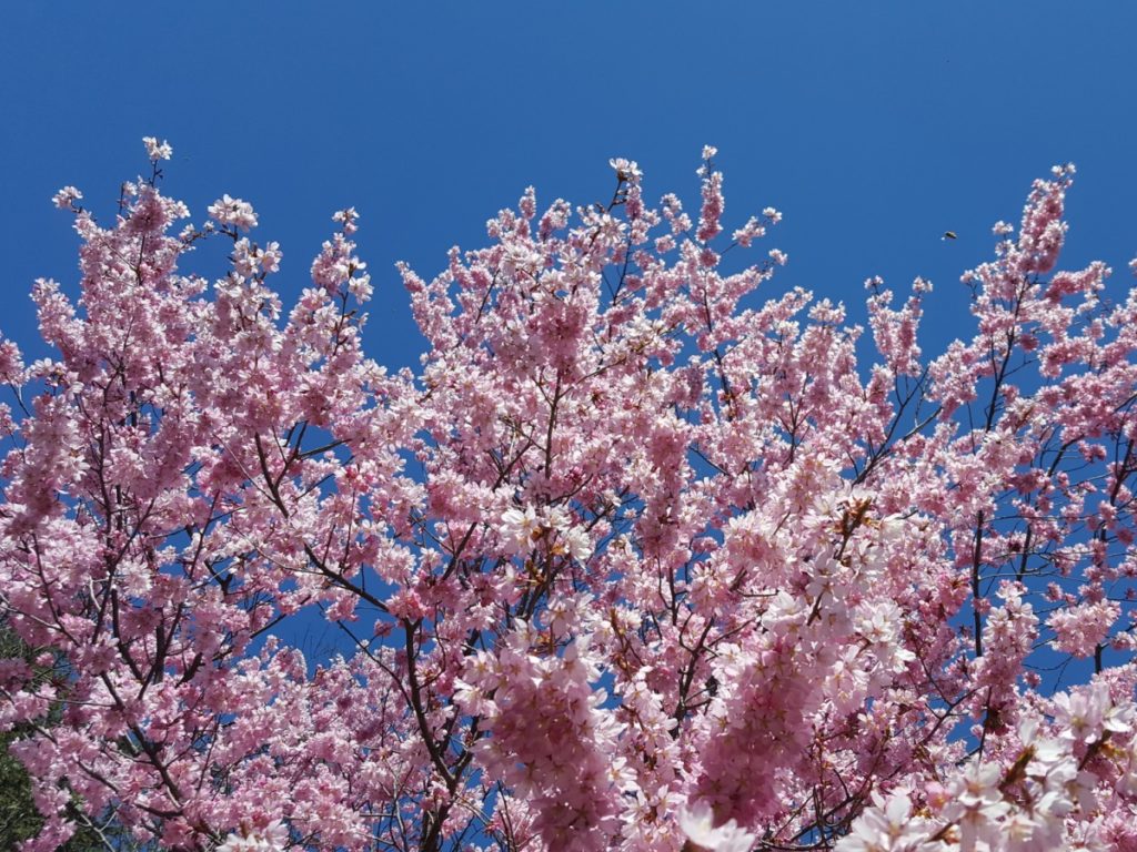 Peak Bloom May Be Fleeting, But It Lasts A Little Longer At The ...