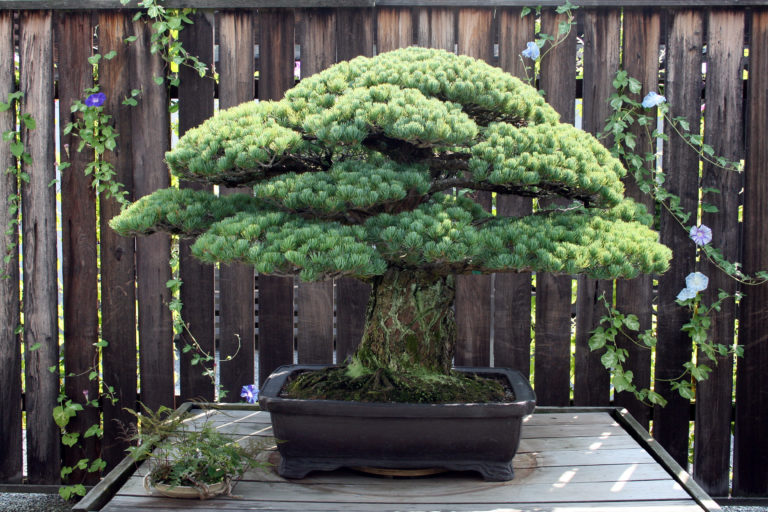 Where To Find The Most Unusual Trees In D.C. | DCist