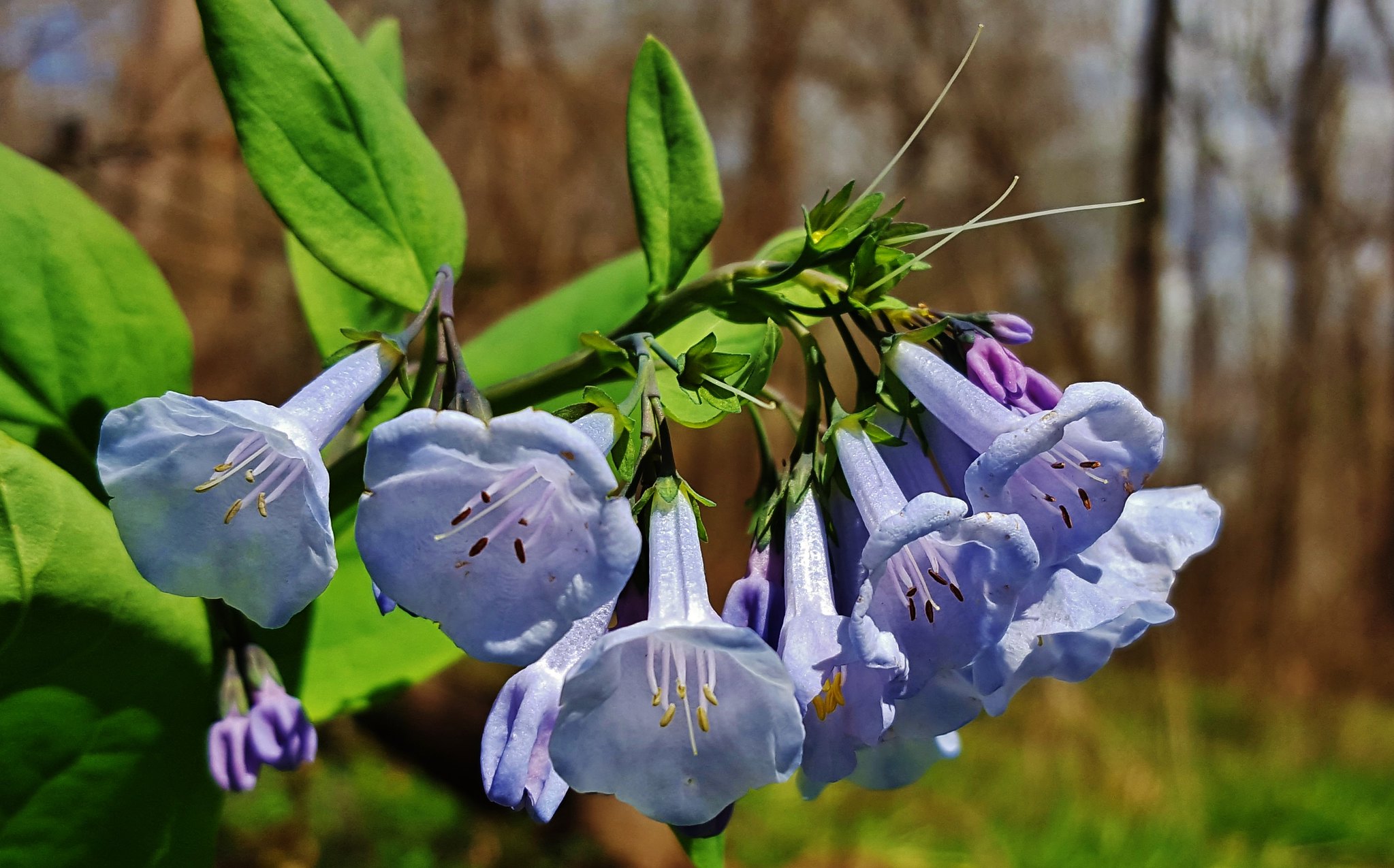 Bluebell Flower Meaning In Hindi Best Flower Site