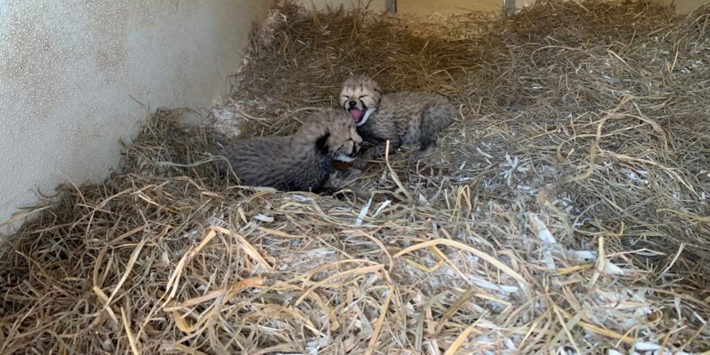 National Zoo Reveals Gender Of Two-Week Old Cheetah Cubs | DCist