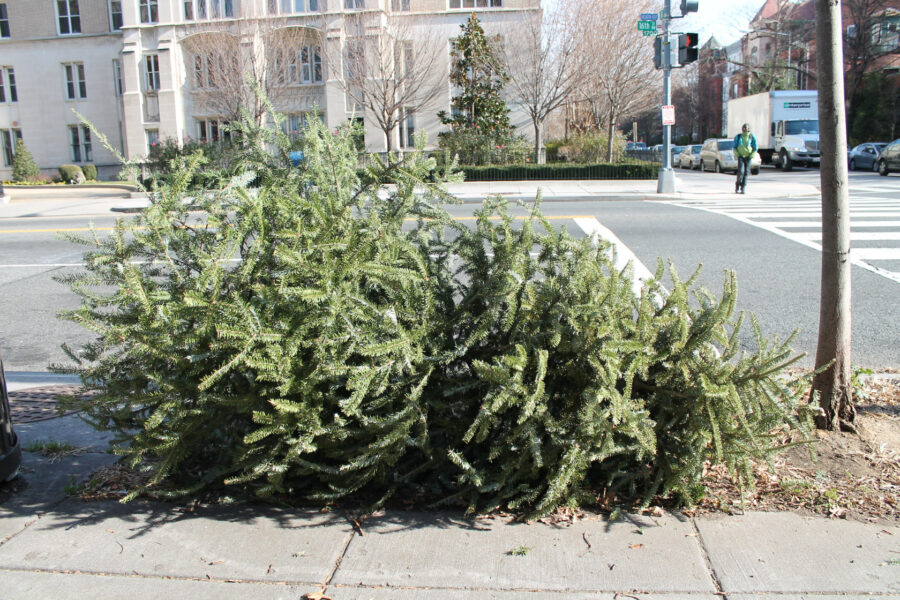 All Done With The Christmas Spirit? Here’s How To Get Rid Of That Tree ...