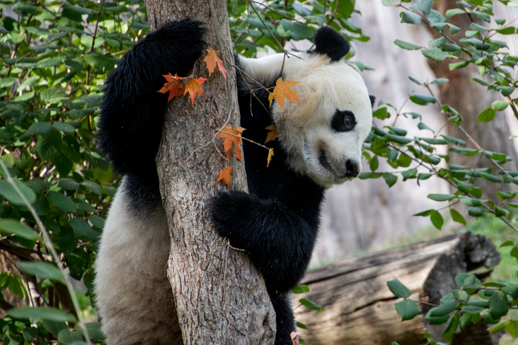 Norton Asks National Zoo To 'ReEvaluate' TimedEntry Requirement