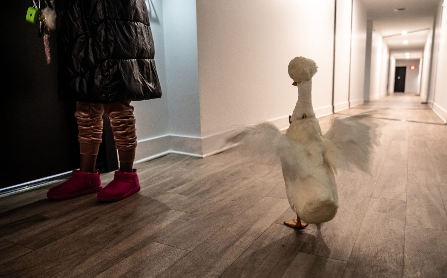 Duck Banck Who Is Banks The Duck? We’re Glad You Asked | DCist