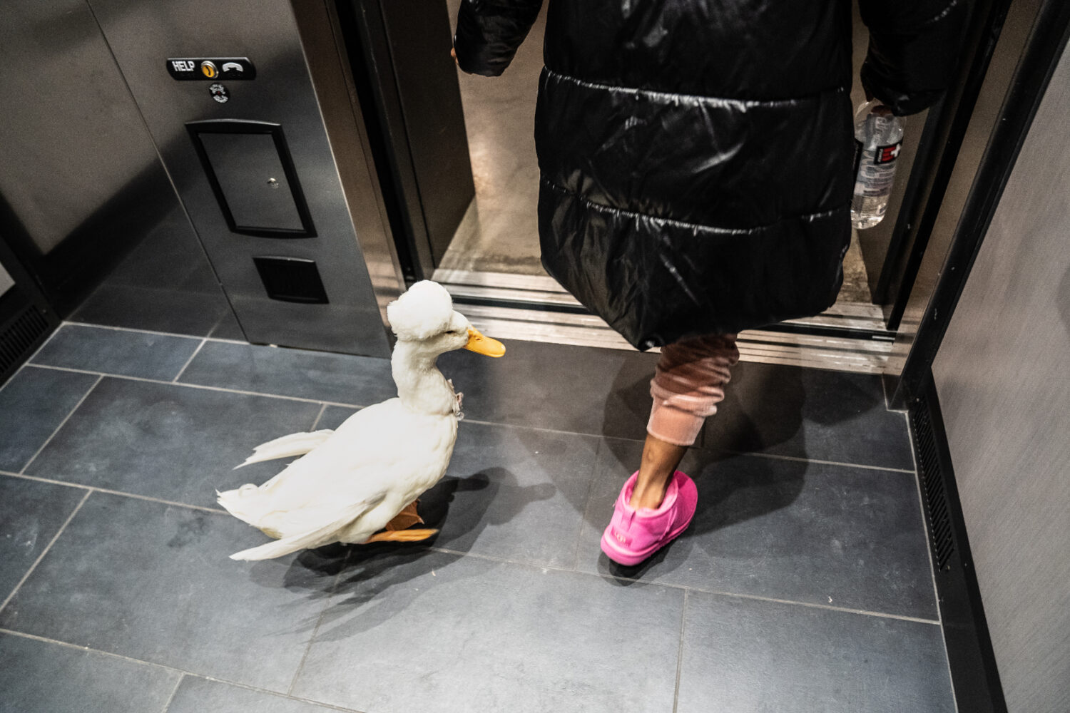 Duck Banck Who Is Banks The Duck? We’re Glad You Asked | DCist