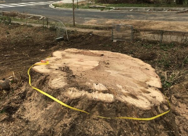 Dutremble Tree D.C. Failing At Tree Protection, Report Card Says | DCist