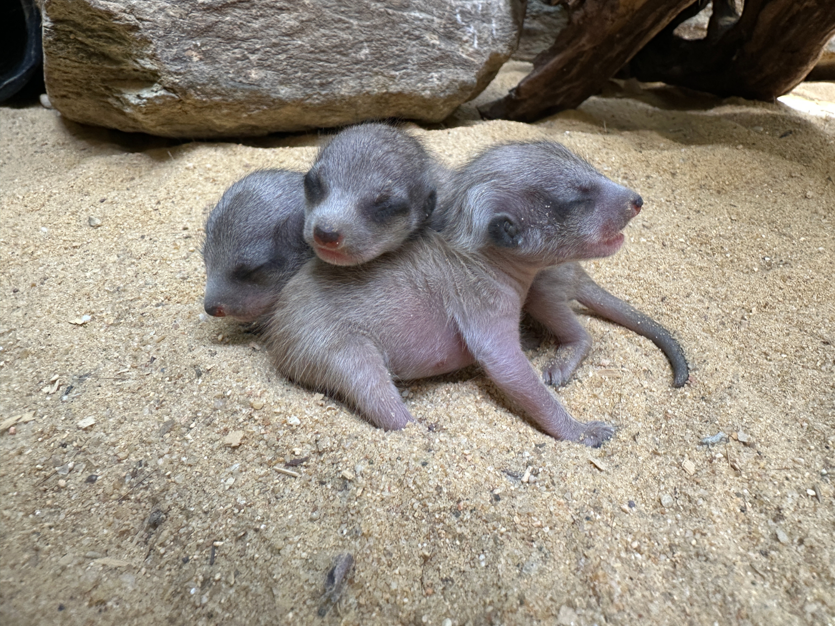 Three baby meerkats huddled together