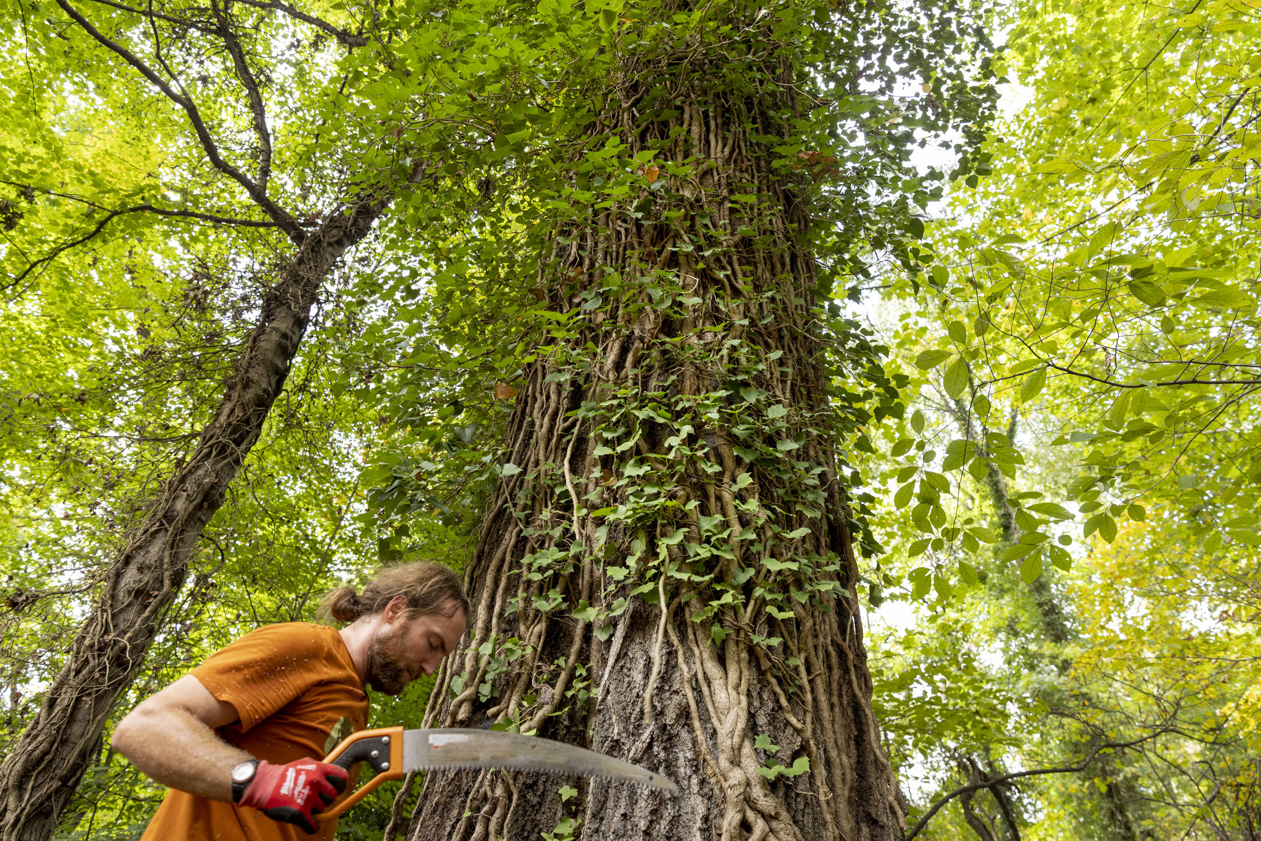 Local forests are failing to produce the next generation of trees